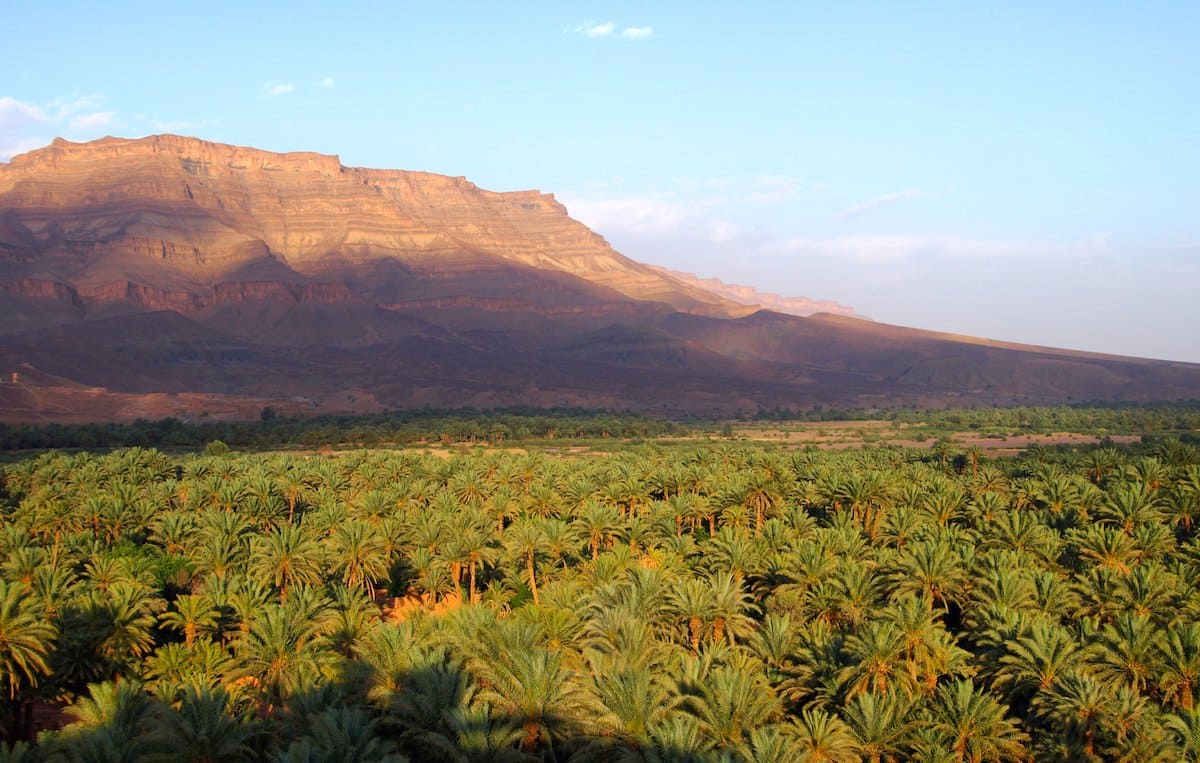 Palmeraie sur la vallée du Drâa